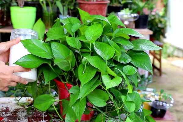 怎么养殖绿萝,生长盛期每隔半个月追施一次磷钾肥