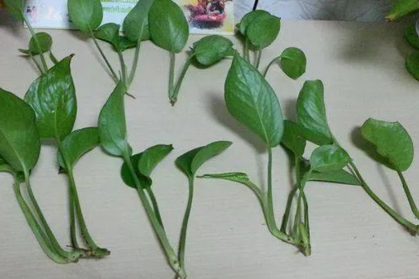 怎么养殖绿萝,生长盛期每隔半个月追施一次磷钾肥