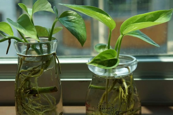 怎么养殖绿萝,生长盛期每隔半个月追施一次磷钾肥