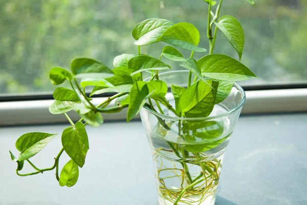 怎么养殖绿萝,生长盛期每隔半个月追施一次磷钾肥