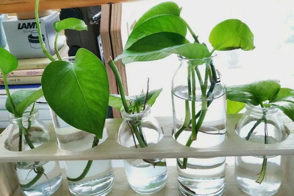 怎么养殖绿萝,生长盛期每隔半个月追施一次磷钾肥