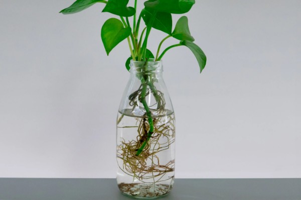 怎么养殖绿萝,生长盛期每隔半个月追施一次磷钾肥