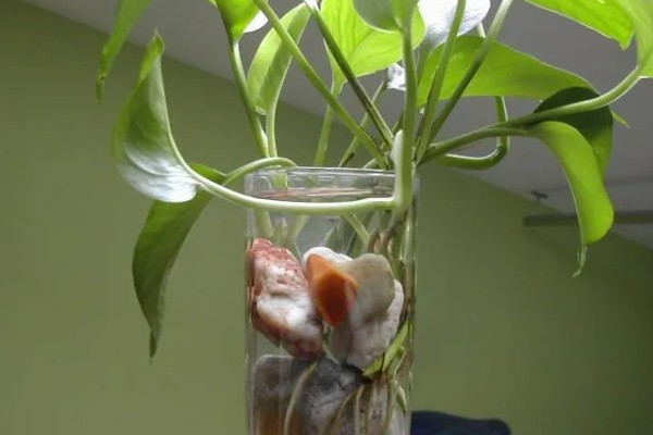 怎么养殖绿萝,生长盛期每隔半个月追施一次磷钾肥