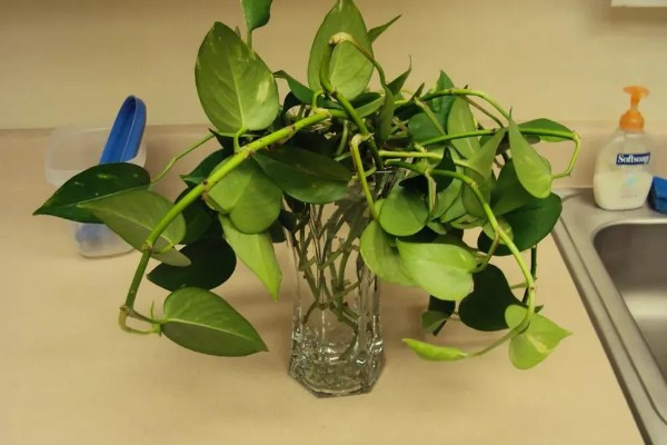 怎么养殖绿萝,生长盛期每隔半个月追施一次磷钾肥