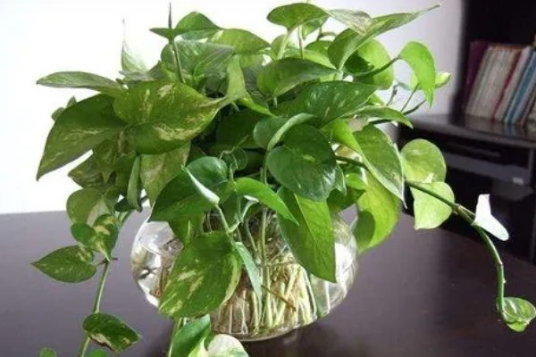 怎么养殖绿萝,生长盛期每隔半个月追施一次磷钾肥