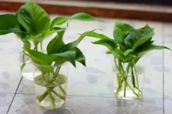 怎么养殖绿萝,生长盛期每隔半个月追施一次磷钾肥