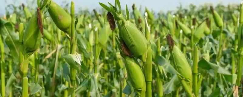玉米的割头方法，分为去雄和打顶