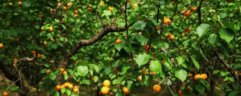 杏树开花不结果如何处理，光照不足需让它全天晒光