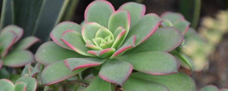 莲花掌如何修剪，在生长期可进行砍头处理