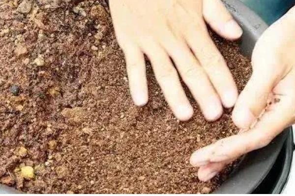 海棠花怎么养殖，夏季要放在光照弱的地方