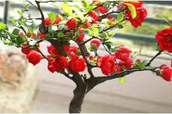 海棠花怎么养殖，夏季要放在光照弱的地方