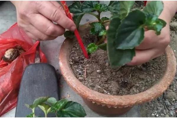 海棠花怎么养殖，夏季要放在光照弱的地方