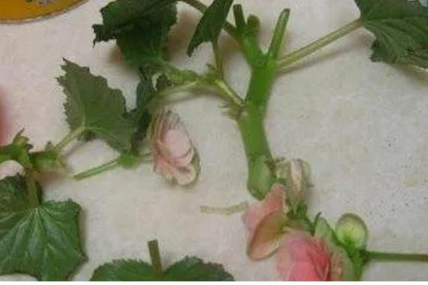 海棠花怎么养殖，夏季要放在光照弱的地方