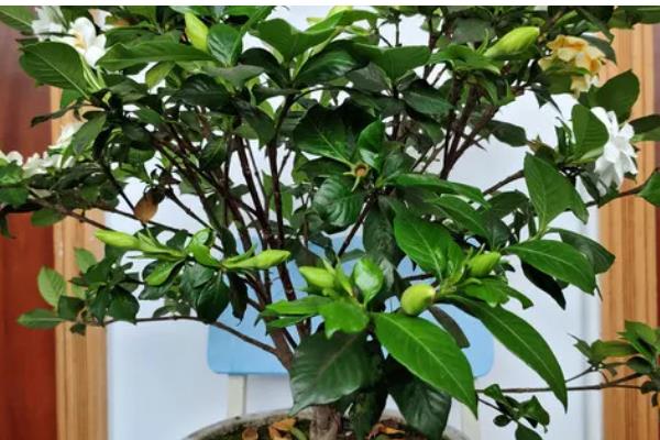 栀子花有没有毒，本身无毒可以养在室内