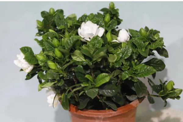 栀子花有没有毒，本身无毒可以养在室内