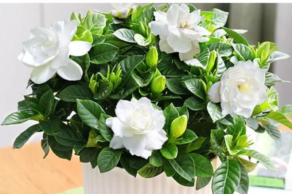 栀子花有没有毒，本身无毒可以养在室内