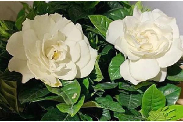 栀子花有没有毒，本身无毒可以养在室内