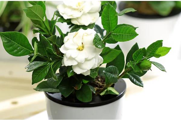 栀子花有没有毒，本身无毒可以养在室内