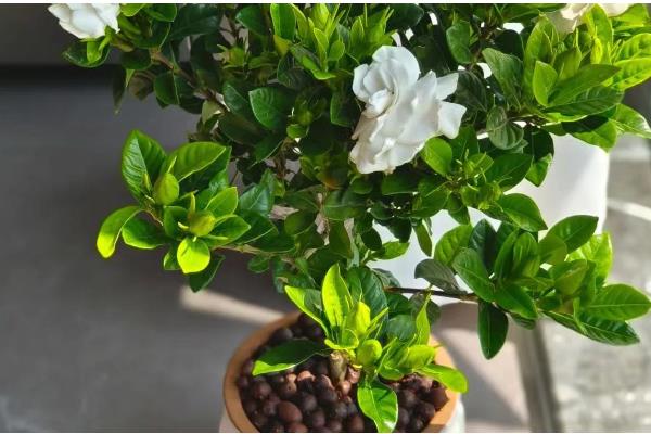 栀子花有没有毒，本身无毒可以养在室内