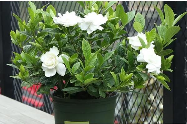 栀子花有没有毒，本身无毒可以养在室内