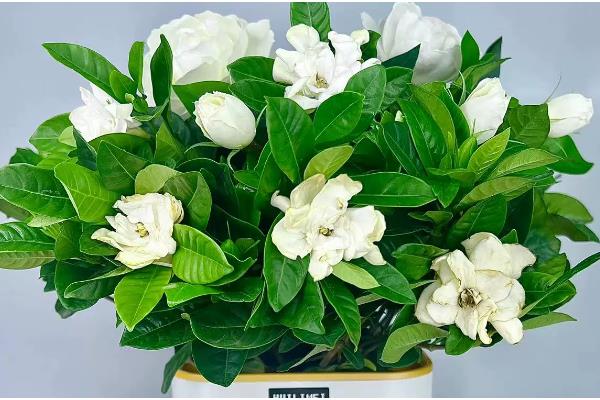 栀子花有没有毒，本身无毒可以养在室内