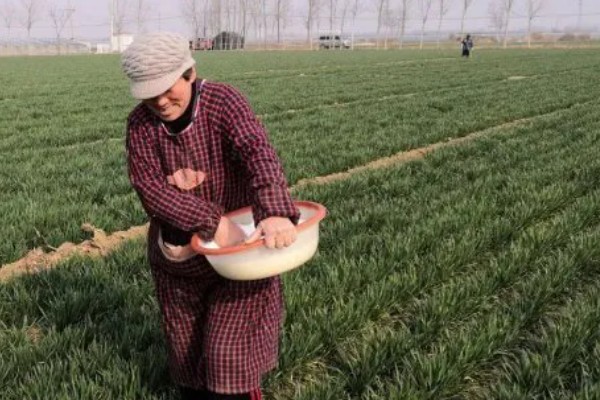 春季小麦为什么会发黄，可能是受冻所致