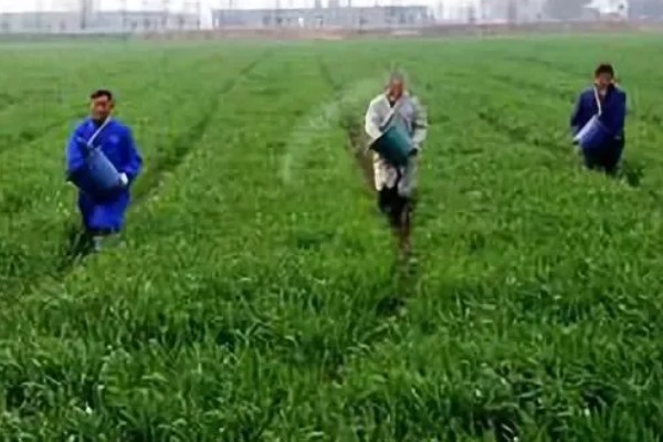 春季小麦为什么会发黄，可能是受冻所致