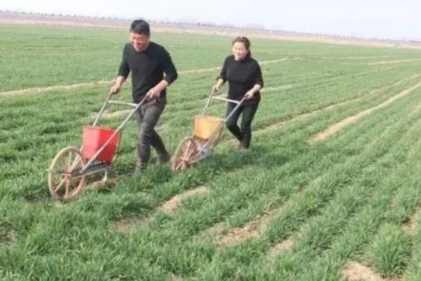 春季小麦为什么会发黄，可能是受冻所致