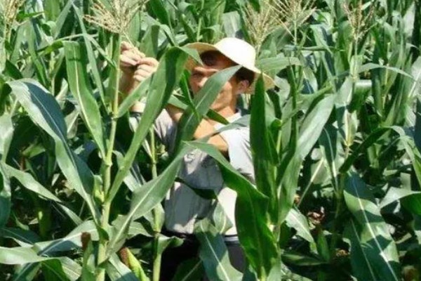 玉米的割头方法，分为去雄和打顶