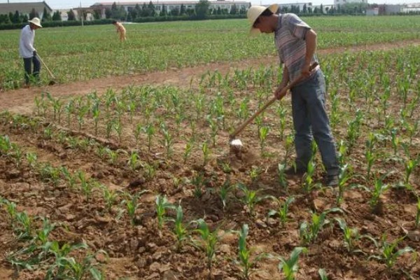 玉米的割头方法，分为去雄和打顶