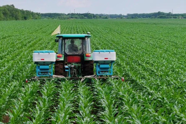 玉米的割头方法，分为去雄和打顶