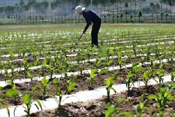 玉米的割头方法，分为去雄和打顶