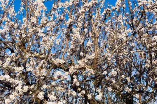 杏树开花不结果如何处理，光照不足需让它全天晒光