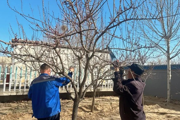 杏树开花不结果如何处理，光照不足需让它全天晒光