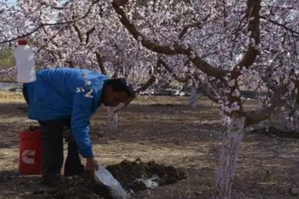 杏树开花不结果如何处理，光照不足需让它全天晒光
