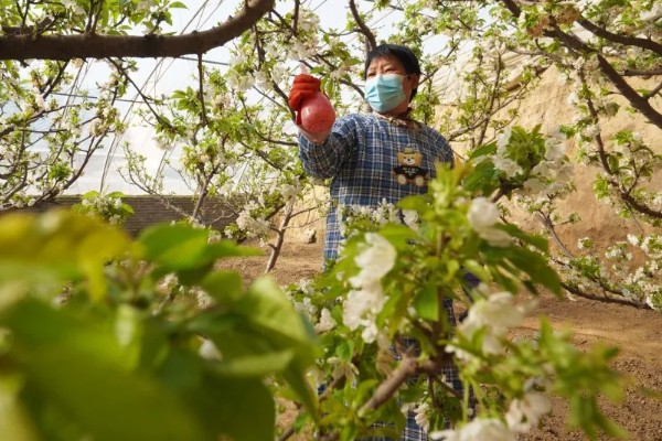 杏树开花不结果如何处理，光照不足需让它全天晒光