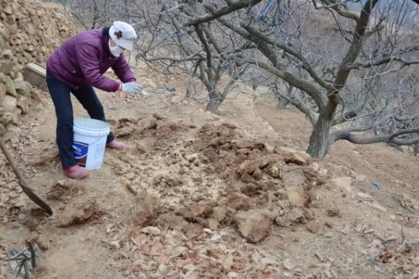 杏树开花不结果如何处理，光照不足需让它全天晒光