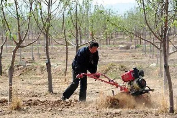 杏树开花不结果如何处理，光照不足需让它全天晒光
