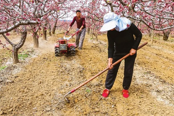 杏树开花不结果如何处理，光照不足需让它全天晒光
