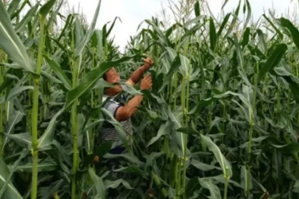 玉米的割头方法，分为去雄和打顶