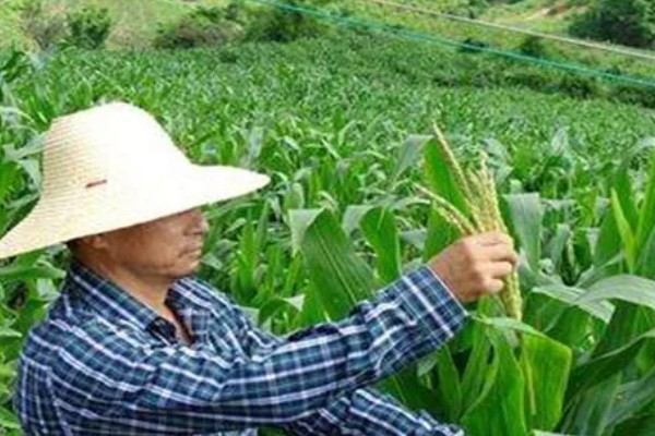 玉米的割头方法，分为去雄和打顶