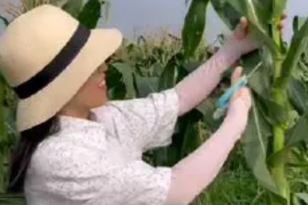 玉米的割头方法，分为去雄和打顶