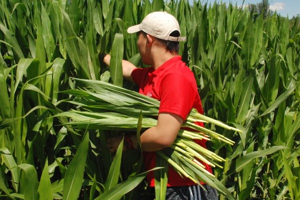 玉米的割头方法，分为去雄和打顶