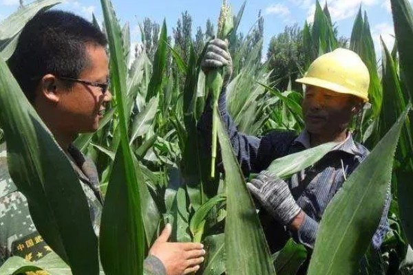 玉米的割头方法，分为去雄和打顶