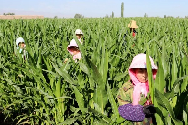 玉米的割头方法，分为去雄和打顶