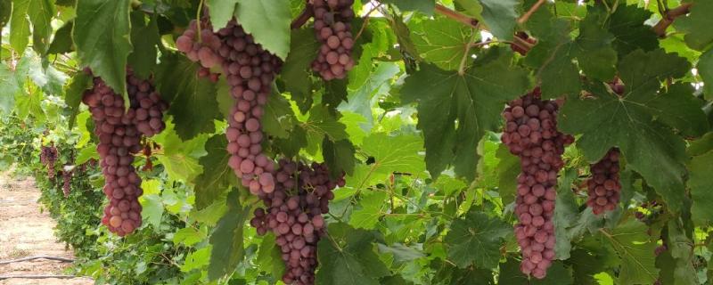 弗雷葡萄品种的特点，其果实鲜红