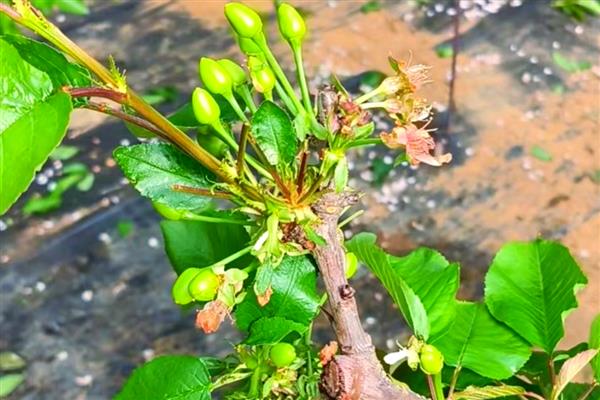 樱桃的生长时期怎么划分，分为萌芽开花期、新梢生长期等5个时期