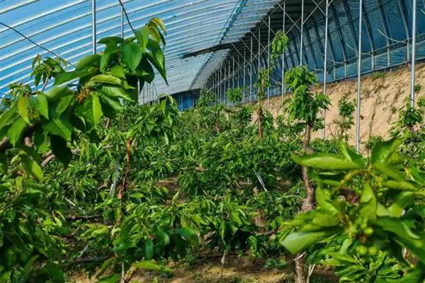 樱桃的生长时期怎么划分，分为萌芽开花期、新梢生长期等5个时期