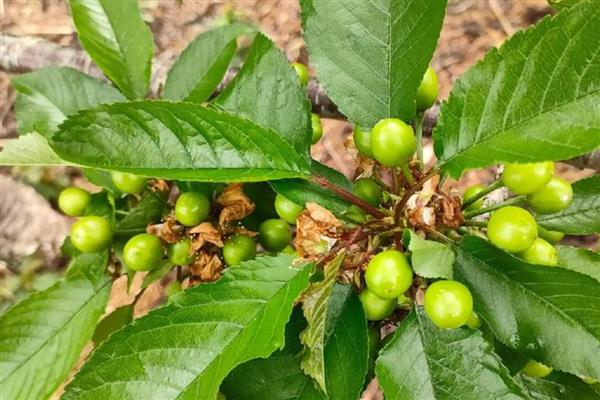 樱桃的生长时期怎么划分，分为萌芽开花期、新梢生长期等5个时期