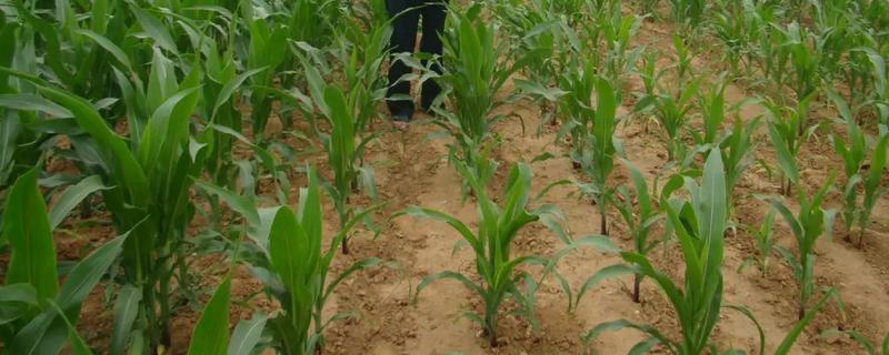 玉米怎么管理，根据种植地的产量水平决定施肥量